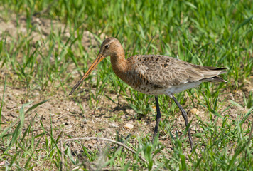 Black-tailed godwit female in the field
