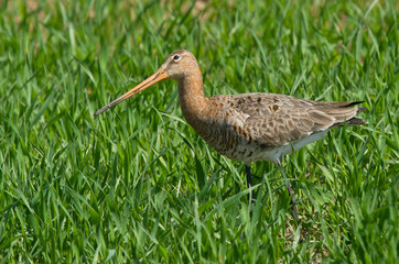 Black-tailed godwit female in the field
