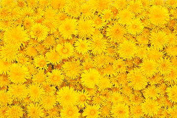 Fototapeta premium beautiful background from yellow flowers