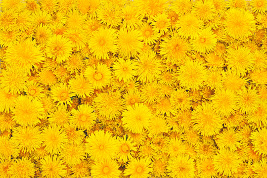 Fototapeta beautiful background from yellow flowers