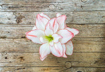 Beautiful amaryllis flower on wooden background