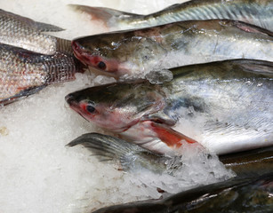 Trout fish head