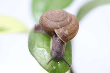 Snail on a leaf green