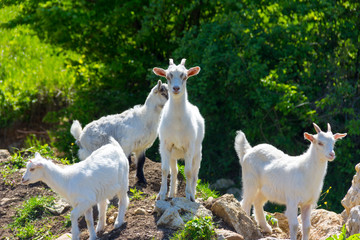 Obraz na płótnie Canvas goats