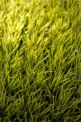 Fototapeta na wymiar Artificial Grass in Close Up