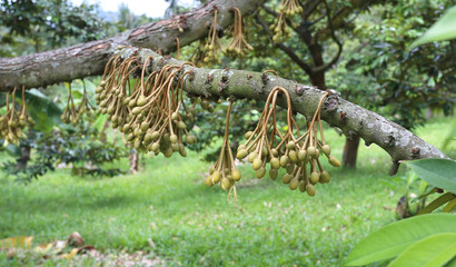 green fruit
