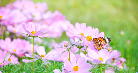 Obraz premium Butterfly on the flower