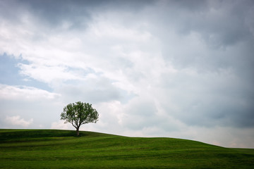 Fototapeta na wymiar Single Tree on green Hills