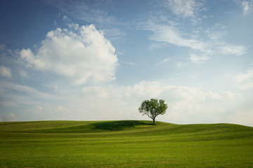 Single Tree on green Hills