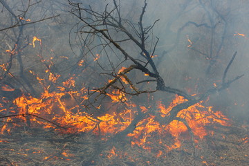 Burning forest - disaster caused by an anthropogenous factor