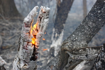 Flaming trunk - disaster caused by an anthropogenous factor
