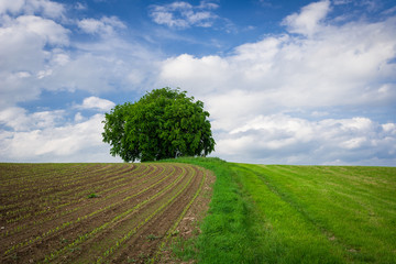 Fototapeta na wymiar Single Tree in Spring Fields