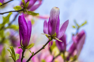Background Blur magnolia flowers on a branch