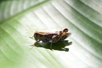Grasshopper