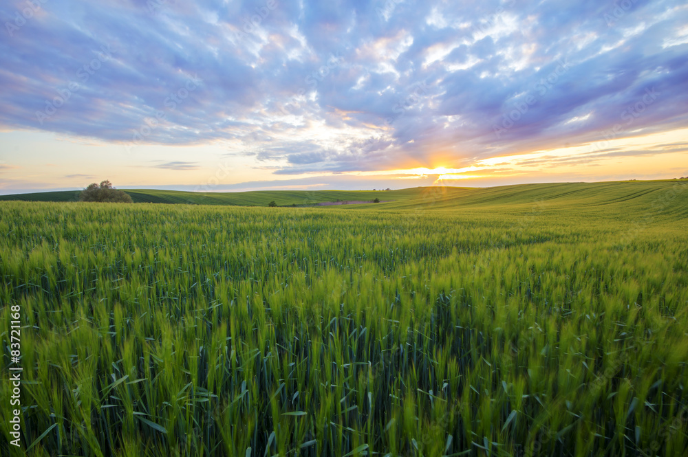 Canvas Prints grain field in the sundown