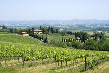 Fototapeta na wymiar Vineyards near Montalcino in Tuscany, Italy