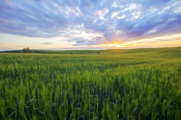 Voilages Campagne Grain field in the sundown