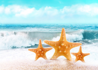 Plakaty  Letnia plaża. Trzy rozgwiazdy na brzegu morza