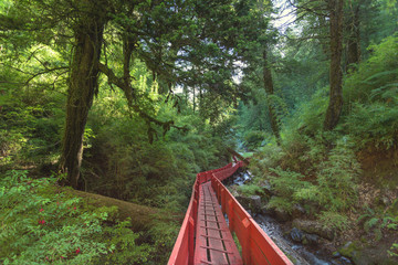 Thermal springs in national park Villarica, Chile