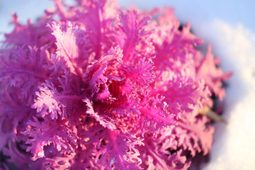 Fototapeta premium beautiful colorful plants