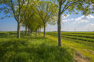 Row of trees through a rural landscape in spring