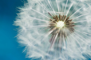 blossom of dandelion blowball with blue sky bavkground