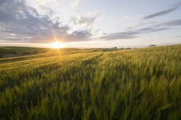 Deurstickers Grain field in the sundown © Mike Mareen