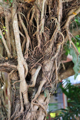 the roots of a tropical tree