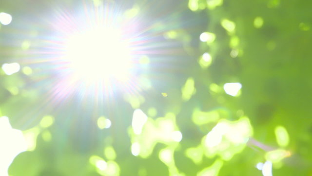 Abstract fresh green Leaves against the Sun 
