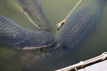 Large Thai fish eat the bait