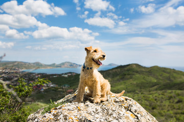 Dog sit on a rock on a background of mountains, sea and blue sky