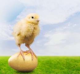 Easter, Easter Egg, Young Bird.