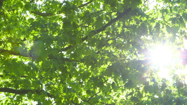 Trees against the Sun with Optical Flares - camera pan
