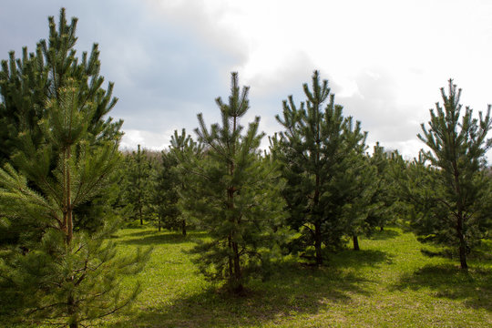 The pine trees