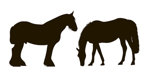 silhouettes of two horses standing