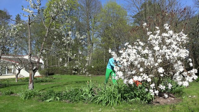 man mow lawn between white blooms in spring. 4K