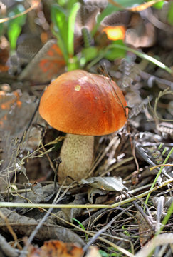 orange-cap boletus mushroom