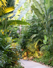 tropical Garden