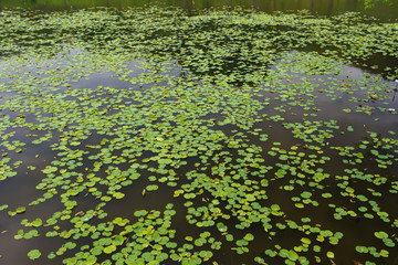 Waterlily pond