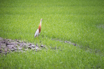 Javan Pond Heron in natural rice farm