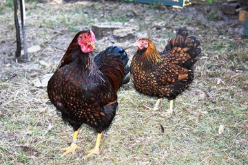 Cock, Hen Golden Laced Wyandotte Chicken yellow black fringed 