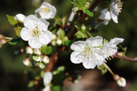 White flowers Sour Cherry, cherry blossoms under blue sky
