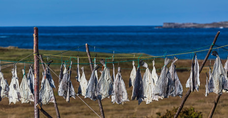 Drying Cod along the shore in Newfoundland, Canada.