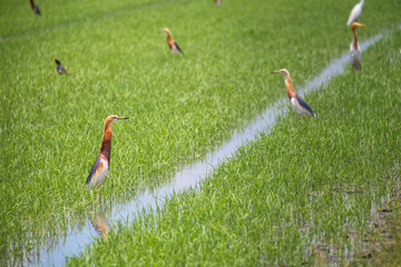 Javan Pond Heron in natural rice farm