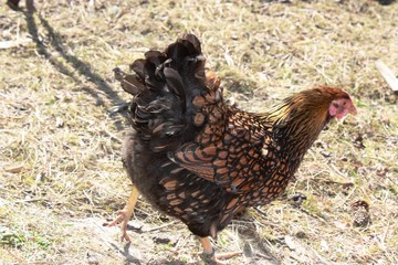 Hen Golden Laced Wyandotte Chicken yellow black fringed
