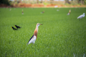 Javan Pond Heron in natural rice farm