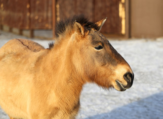 Obraz premium Portrait of a beautiful donkey
