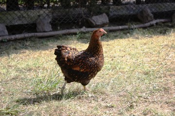 Hen, Golden Laced Wyandotte Chicken yellow black fringed