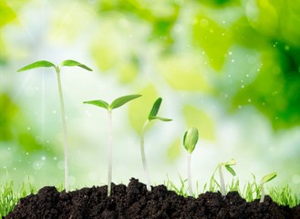 Growth, Seedling, Plant.