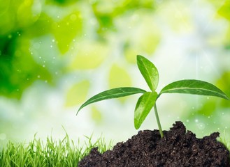 Plant, Bud, Seedling.